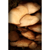 mushroom pattern