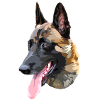 berger malinois