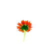 Simple red flower