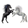 2 horses