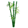 Bamboo