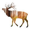 Moose
