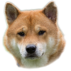 Shiba Inu