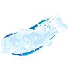 Fish Fishing