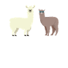 Alpaca Lama