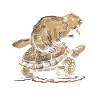 Beaver and turtle