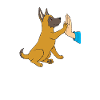 Chiot Malinois