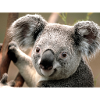 koala