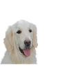 Golden Retrievers