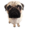 Mops Blick