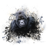 gorilla