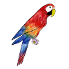 Macaw Parrot - Parrot Macaw