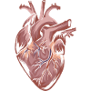 Anatomy Heart Heart Heart Aortic Artery
