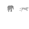 Africa animals white gray