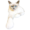 Chat pneu langue