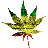 Cannabis