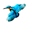 kingfisher