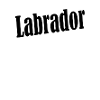 Labrador
