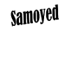 Samoyed
