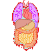Anatomie Organe