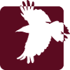 bird raven flying