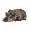 Dackel3