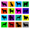chien