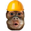 Monkey with construction helmet