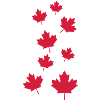 Canada maple leafs