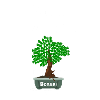 Ich bin nicht klein Bonsai