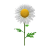 daisy flower daisy buttercup white yellow