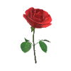 The rose 3D
