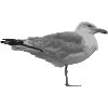 Möwe Design Geschenk Idee