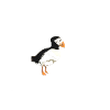 parrot diver
