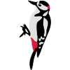 Woodpecker