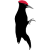 Black Woodpecker
