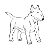Bullterrier