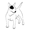 Bullterrier