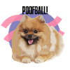 "POOFBALL!" - Zwergspitz