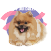 "POOFBALL!" - Zwergspitz