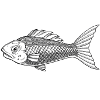 Fish black