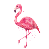 flamingo
