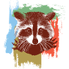 Racoon