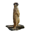 Meerkat on a rock