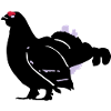 Game cock