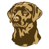 Evolution des Golden Retrievers