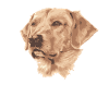Golden Retrievers