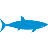 shark