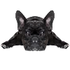 Bulldog Low Poly