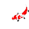 Koi whisperer